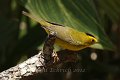 Wilson's Warbler 2012-05-05_4